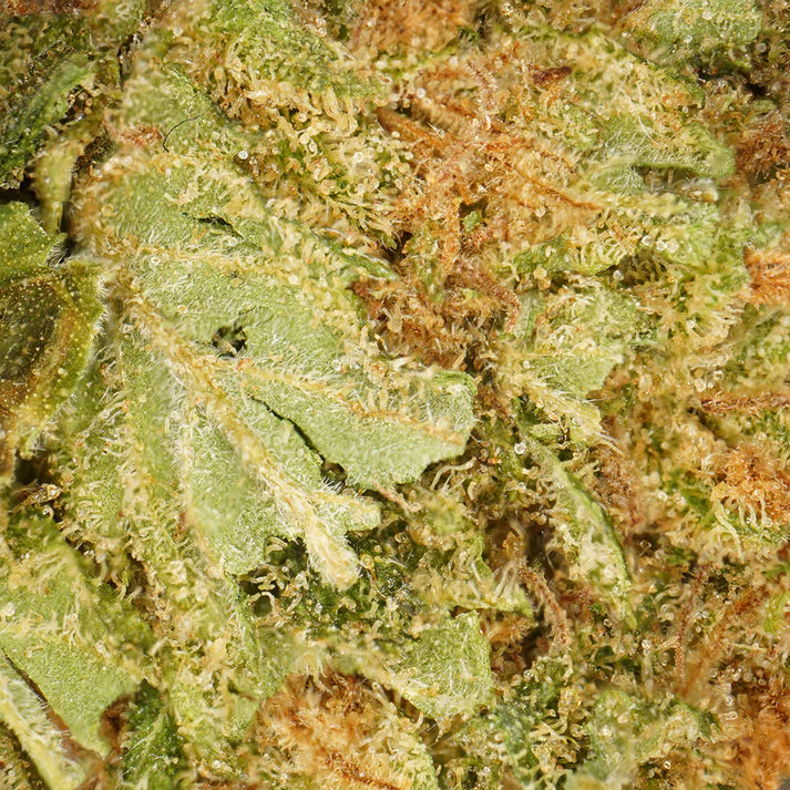 Harlequin CBN Topskud CBD: 10,05%